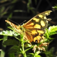 Heteronympha paradelpha (Spotted Brown) at Uriarra Village, ACT - 10 Mar 2024 by JohnBundock