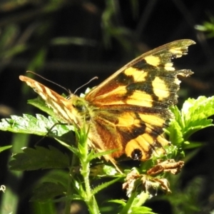 Heteronympha paradelpha at Namadgi National Park - 10 Mar 2024