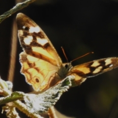 Heteronympha banksii (Banks' Brown) at Namadgi National Park - 10 Mar 2024 by JohnBundock