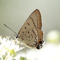 Jalmenus evagoras (Imperial Hairstreak) at Hall, ACT - 10 Mar 2024 by Anna123