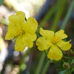 Hibbertia stricta subsp. stricta (A Guinea Flower) at Jerrawangala National Park - 17 Aug 2023 by RobG1