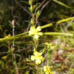 Hibbertia stricta subsp. stricta at Jerrawangala National Park - 17 Aug 2023