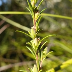 Hibbertia stricta subsp. stricta at Jerrawangala National Park - 17 Aug 2023