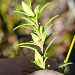 Hibbertia stricta subsp. stricta at Jerrawangala National Park - 17 Aug 2023