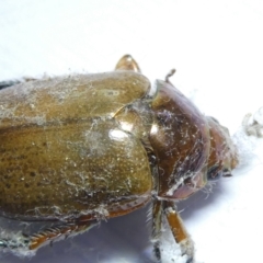 Unverified Beetle (Coleoptera) at Emu Creek Belconnen (ECB) - 10 Mar 2024 by JohnGiacon