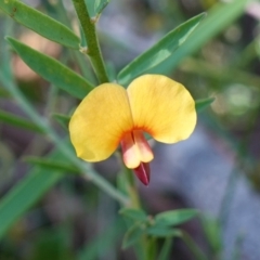 Bossiaea heterophylla (Variable Bossiaea) at Tomerong, NSW - 16 Aug 2023 by RobG1