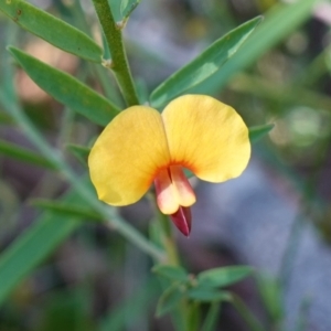 Bossiaea heterophylla at Jerrawangala National Park - 17 Aug 2023 09:42 AM