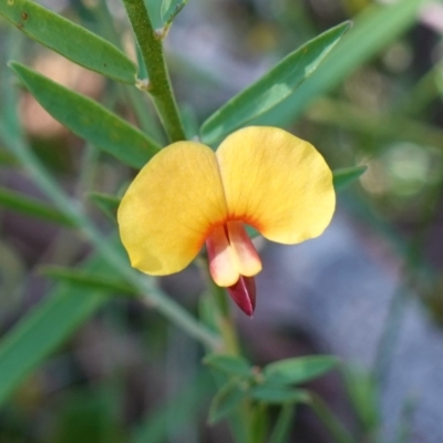 Bossiaea heterophylla (Variable Bossiaea) at Tomerong, NSW - 16 Aug 2023 by RobG1