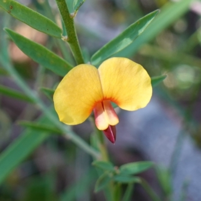 Bossiaea heterophylla (Variable Bossiaea) at Jerrawangala National Park - 17 Aug 2023 by RobG1
