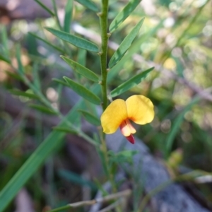 Bossiaea heterophylla at Jerrawangala National Park - 17 Aug 2023 09:42 AM