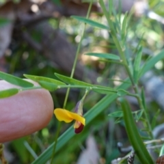 Bossiaea heterophylla at Jerrawangala National Park - 17 Aug 2023 09:42 AM