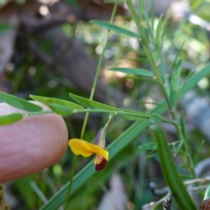 Bossiaea heterophylla at Jerrawangala National Park - 17 Aug 2023 09:42 AM