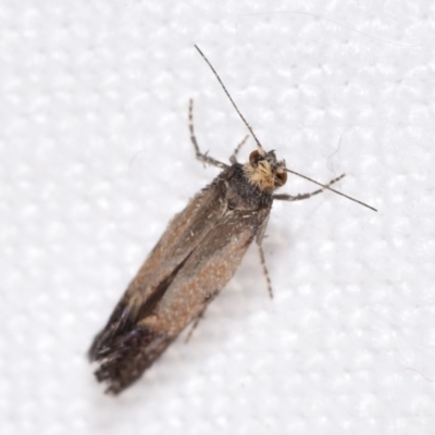 Tineidae (family) (Clothes moths (Tineidae)) at Jerrabomberra, NSW - 8 Mar 2024 by DianneClarke