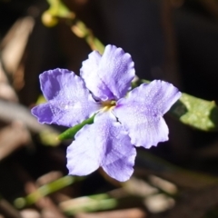 Dampiera stricta (Blue Dampiera) at Jerrawangala National Park - 16 Aug 2023 by RobG1