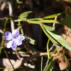 Dampiera stricta at Jerrawangala National Park - 17 Aug 2023 09:46 AM