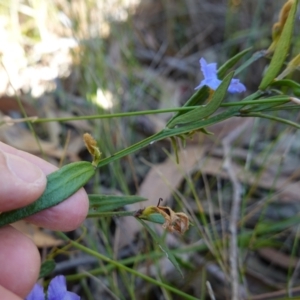 Dampiera stricta at Jerrawangala National Park - 17 Aug 2023 09:46 AM