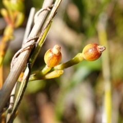 Cassytha (genus) (Dodder) at Jerrawangala National Park - 17 Aug 2023 by RobG1