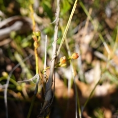 Cassytha sp. at Jerrawangala National Park - 17 Aug 2023 09:47 AM