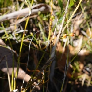 Cassytha sp. at Jerrawangala National Park - 17 Aug 2023 09:47 AM