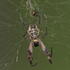 Trichonephila edulis (Golden orb weaver) at Piney Ridge - 9 Mar 2024 by Kenp12