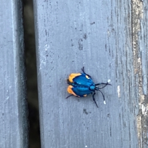 Cebysa leucotelus at Giralang, ACT - 10 Mar 2024