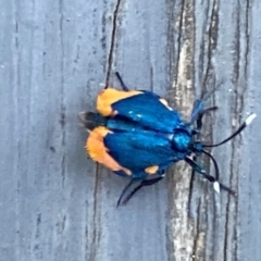 Cebysa leucotelus at Giralang, ACT - 10 Mar 2024 06:45 PM