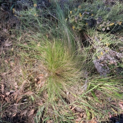 Nassella trichotoma (Serrated Tussock) at The Fair, Watson - 10 Mar 2024 by waltraud