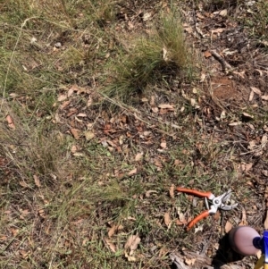 Nassella trichotoma at Mount Majura - 10 Mar 2024 11:58 AM