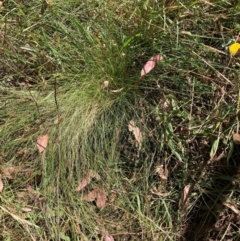 Nassella trichotoma (Serrated Tussock) at The Fair, Watson - 10 Mar 2024 by waltraud