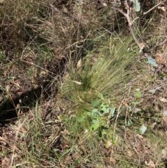 Nassella trichotoma (Serrated Tussock) at Mount Majura - 10 Mar 2024 by waltraud