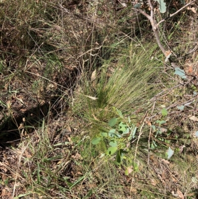 Nassella trichotoma (Serrated Tussock) at Mount Majura - 10 Mar 2024 by waltraud