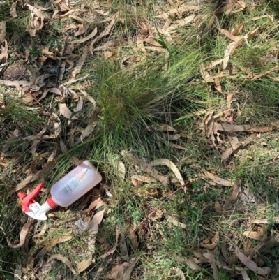 Nassella trichotoma (Serrated Tussock) at Watson, ACT - 10 Mar 2024 by waltraud