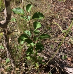 Pyrus calleryana (Callery Pear) at Watson, ACT - 10 Mar 2024 by waltraud