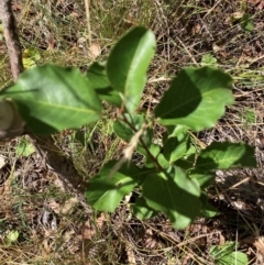 Pyrus calleryana at Mount Majura - 10 Mar 2024 12:30 PM