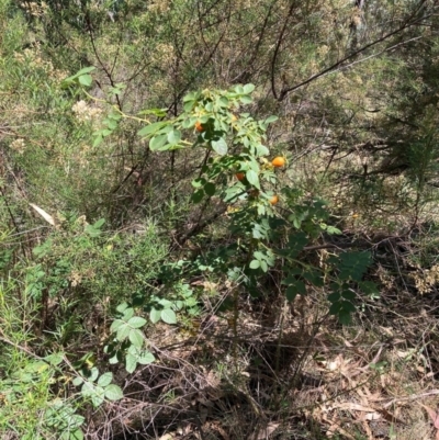 Rosa canina (Dog Rose) at Watson, ACT - 10 Mar 2024 by waltraud