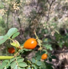 Rosa canina at Mount Majura - 10 Mar 2024 01:35 PM