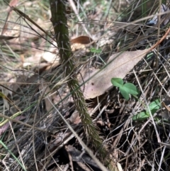 Rosa canina at Mount Majura - 10 Mar 2024 01:35 PM