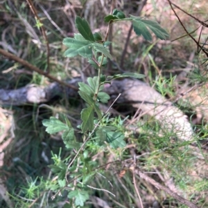 Crataegus monogyna at Mount Majura - 10 Mar 2024 01:30 PM