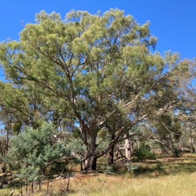 Eucalyptus melliodora (Yellow Box) at Watson, ACT - 10 Mar 2024 by waltraud