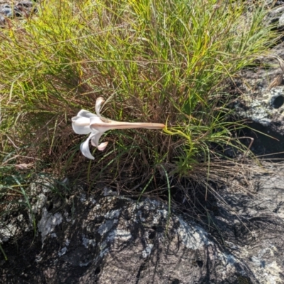 Lilium formosanum (Taiwan Lily, Tiger Lily) at Beecroft Peninsula, NSW - 10 Mar 2024 by WalterEgo