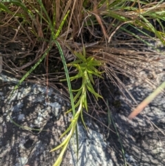 Lilium formosanum at Currarong - Abrahams Bosom Beach - 10 Mar 2024 03:17 PM