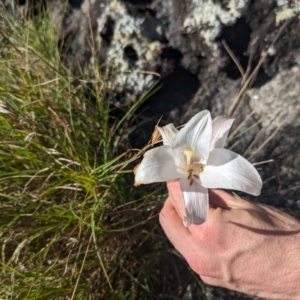 Lilium formosanum at Currarong - Abrahams Bosom Beach - 10 Mar 2024