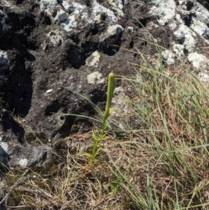 Lilium formosanum at Currarong - Abrahams Bosom Beach - 10 Mar 2024