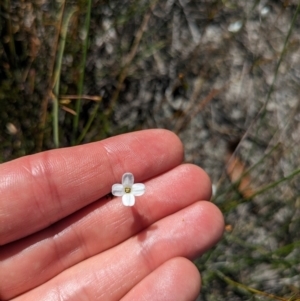 Mitrasacme polymorpha at Beecroft Peninsula, NSW - 9 Mar 2024