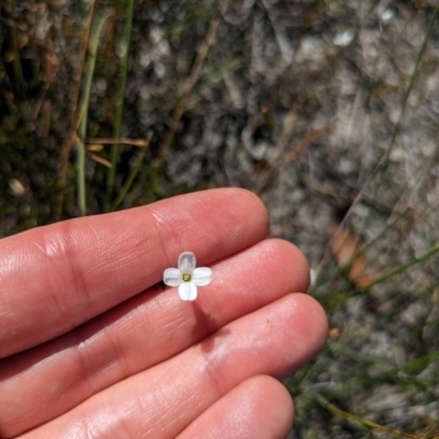 Mitrasacme polymorpha (Varied Mitrewort) at Beecroft Peninsula, NSW - 9 Mar 2024 by WalterEgo