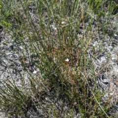 Mitrasacme polymorpha at Beecroft Peninsula, NSW - 9 Mar 2024