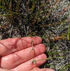 Mitrasacme polymorpha at Beecroft Peninsula, NSW - 9 Mar 2024