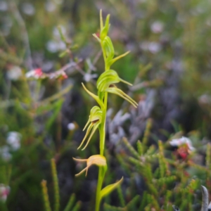 Pterostylis daintreana at suppressed - suppressed