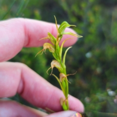 Pterostylis daintreana at suppressed - suppressed