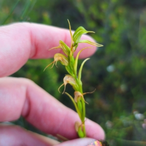 Pterostylis daintreana at suppressed - suppressed